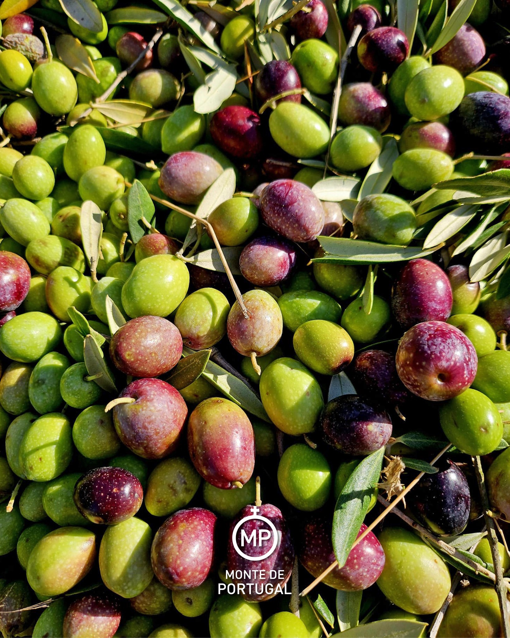 576531903_1501831001270540_3966037952181562949_n